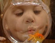 A fish called martin