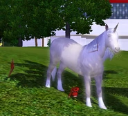 Unicorn gazing