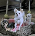 NursingHomeDogs