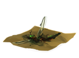 DragonflyThoraxes