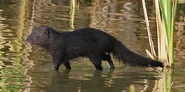 Marsh Mongoose