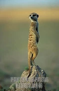 C. G. Meerkat