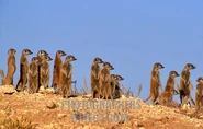 Meerkats