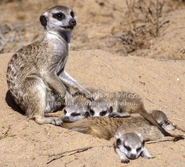 Meerkats 03-4606