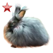 Item angorarabbit ruby 01