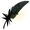 Black Crow's Feather