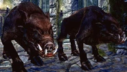 Wild Boar