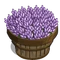 Licorice Plant Bushel-icon