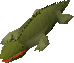 Crocodile old