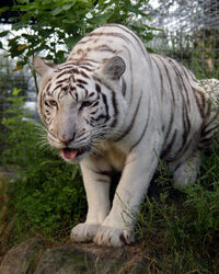 White-tiger-002