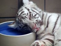 WhiteTiger04