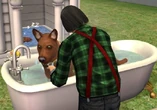 Jen washing one of his pet dogs