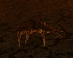 Flame Beetle