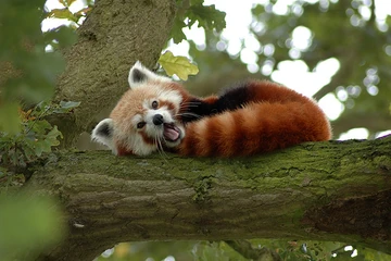 Redpanda1
