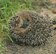 Erinaceus europaeus ac6463