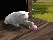 Catplaying