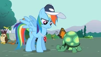 Rainbow Dash looking at Tank 2 S2E07