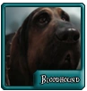 Bbayard