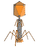 PhageExterior