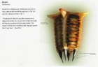 Barnacle3