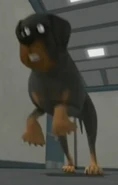 The Guard Dog