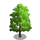 American Linden Tree-icon