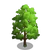 American Linden Tree-icon