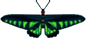 Raja Brooke Butterfly (City Folk texture alt)