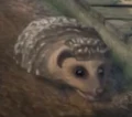 KnarlWonderbook.png