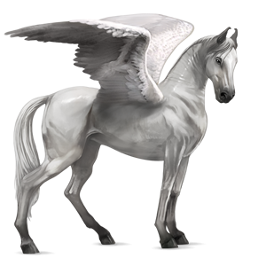gray pegasus