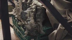 3x7dracorexBeingTreated