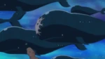 Island Whales