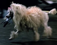 The Poodle