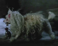 PoodleGrenade