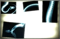 Night stalker rontgen2.jpg