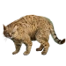 Item chinesemountaincat 01