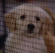 Puppy, 2365