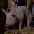 Bringloidi pig.jpg