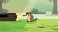Beaver chittering S3E05