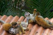 Happy Monkey