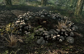 Fungi