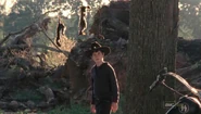 Squirrels
