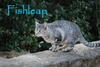 Fishleap