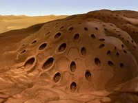 Buzzard wasp hive
