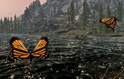 Monarch Butterfly