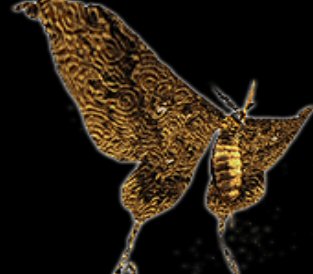 Noctpteran