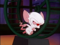 BrainRunningOnWheel