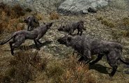Pack of Pit Wolves
