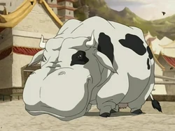 Hippo cow