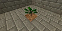 RP2 Rubber Sapling
